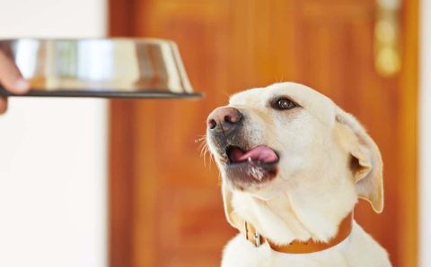 Important Things to Know About Pet Food