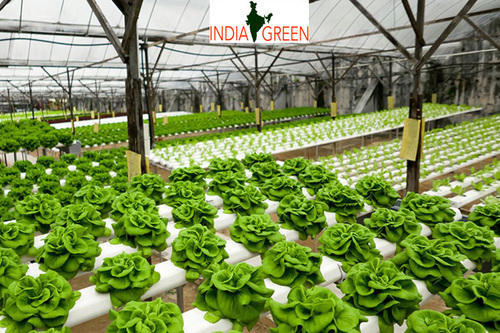 Efficient and General Hydroponics Supplies Information