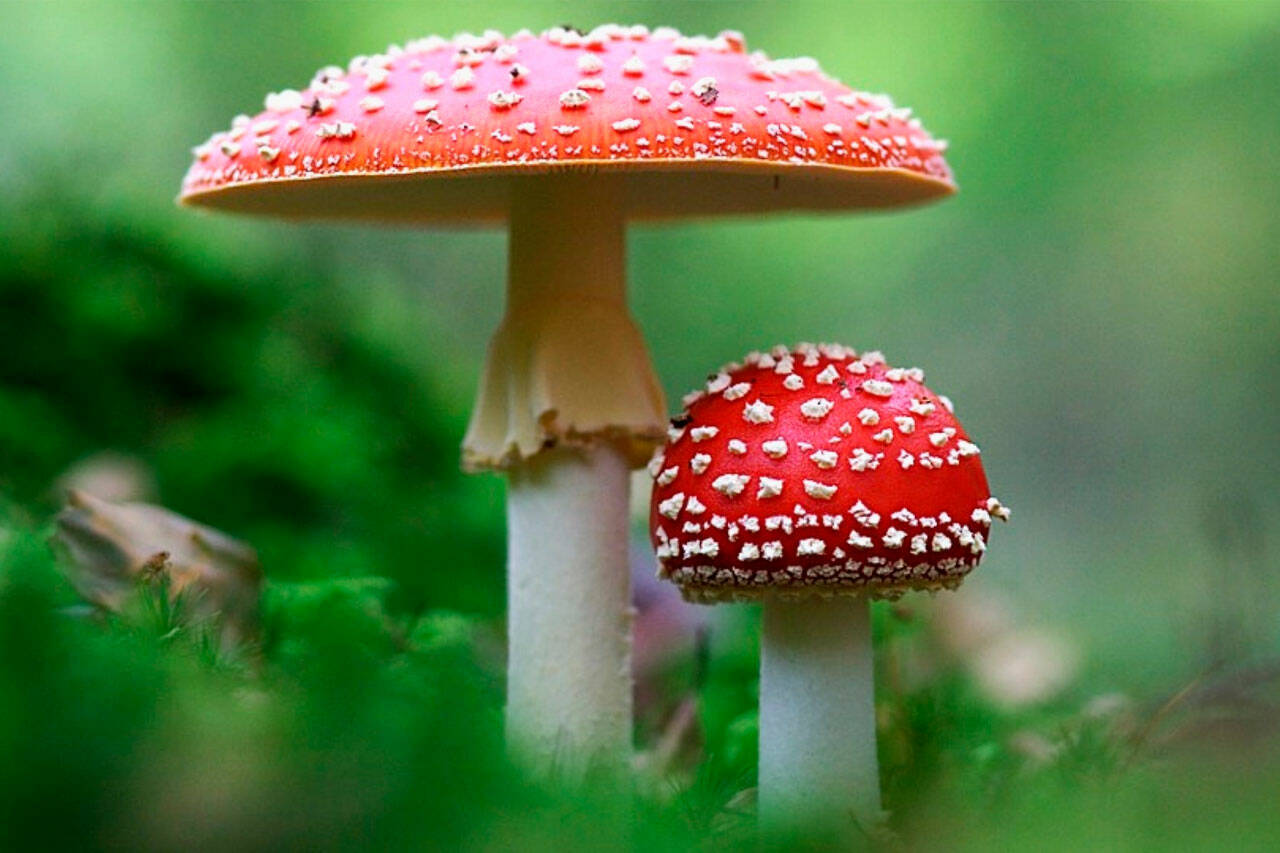 quality magic mushrooms