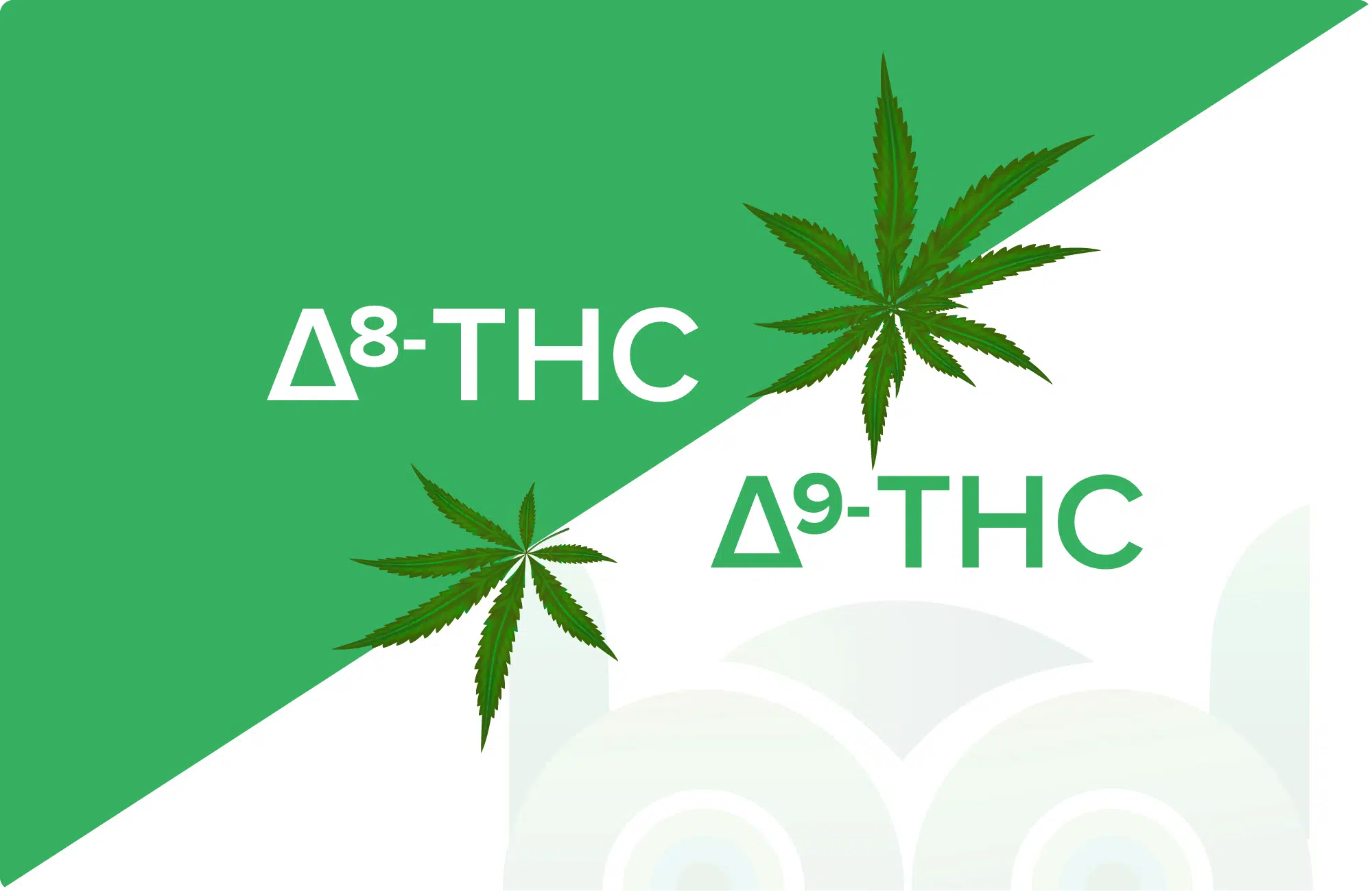 Delta 8 vs Delta 9 THC Onset of Effects Difference