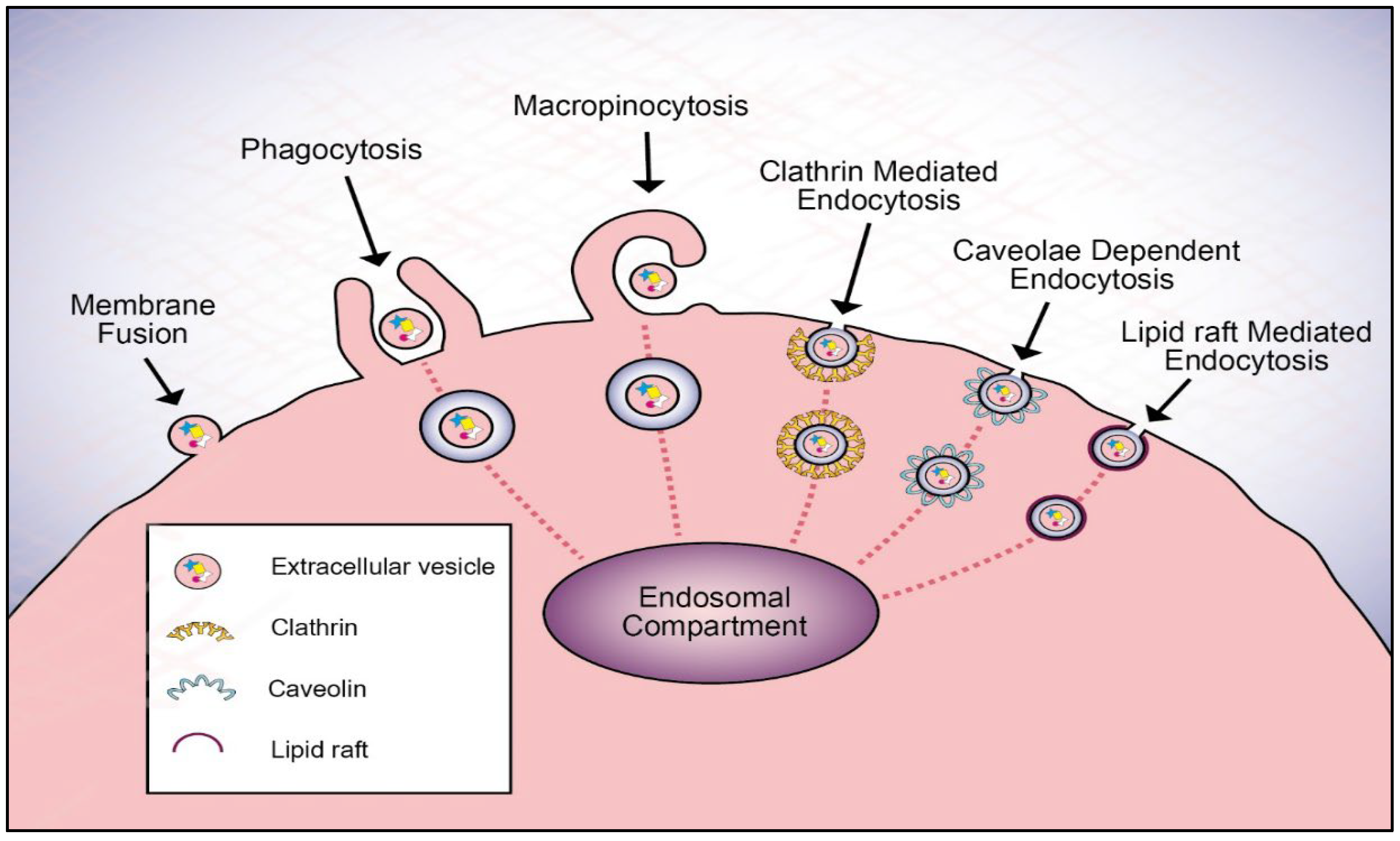 Look into extracellular vesicles: their types and roles in cell communication